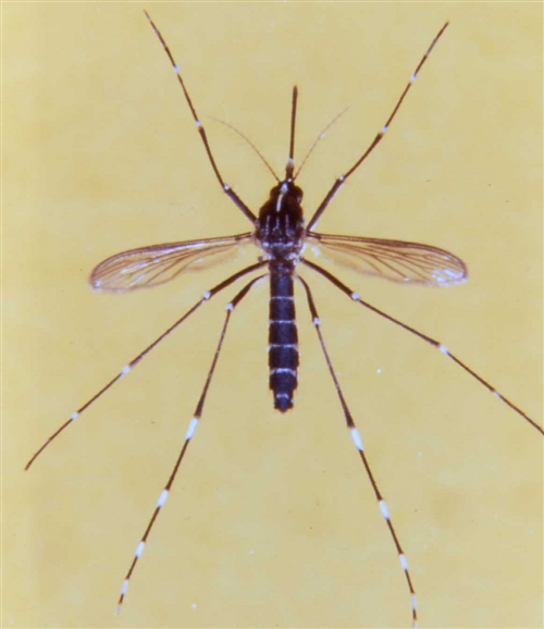 PROVVEDIMENTI PER LA PREVENZIONE ED IL CONTROLLO DELLE MALATTIE DA INSETTI VETTORI ED IN PARTICOLARE DALLA ZANZARA TIGRE