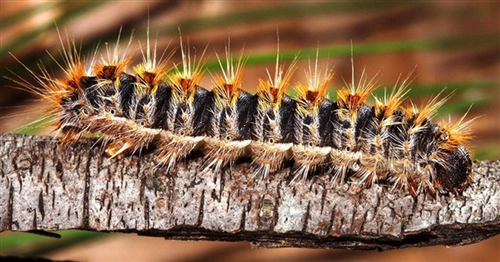 Processionaria: come riconoscerla e come proteggersi